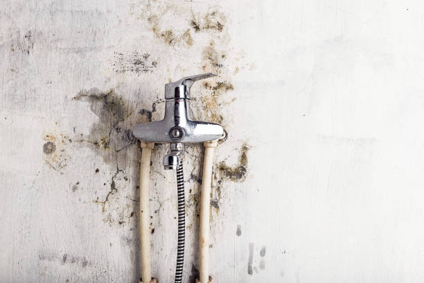 Best Same-Day Mold Removal  in Birch Bay, WA