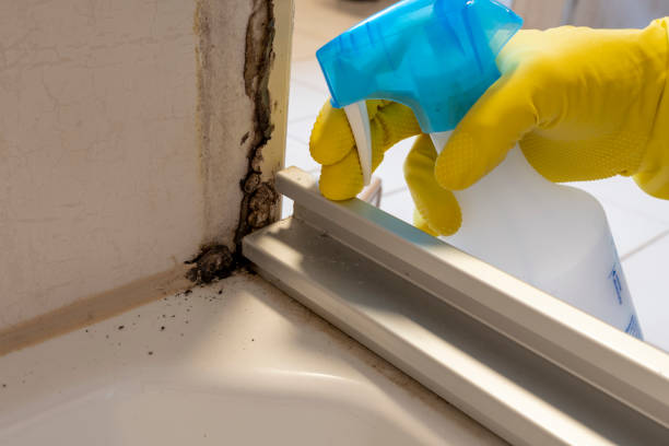 Best Crawl Space Mold Removal  in Birch Bay, WA