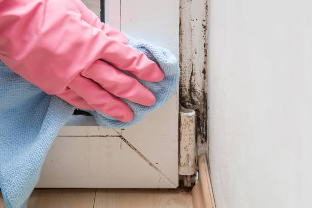 Best Certified Mold Removal  in Birch Bay, WA